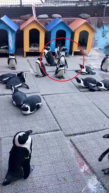 走るペンギン