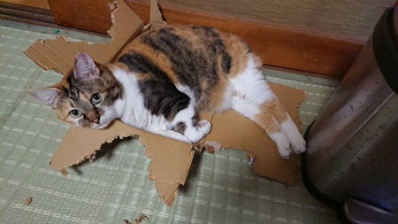 作業を邪魔する猫 箱を設置してみたらまさかの失敗 猫たちが箱からあふれ出す光景に飼い主苦笑い ねとらぼ