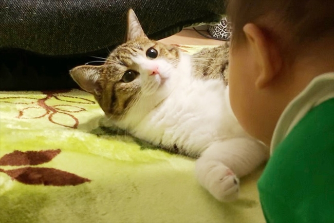 参ったニャ 人間の赤ちゃんに追いかけられるキジ白の猫 すずめちゃんたち ねとらぼ