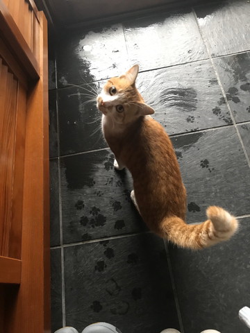 野良猫 台風