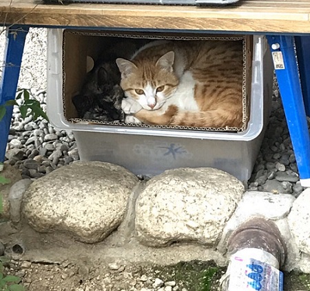 雨宿りさせてもらうにゃ 台風で避難してきた猫 玄関を肉球スタンプだらけにしちゃう ねとらぼ