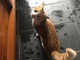 「雨宿りさせてもらうにゃ〜！」　台風で避難してきた猫　玄関を肉球スタンプだらけにしちゃう