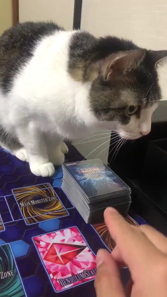 ドローは絶対にさせにゃい 猫パンチでカードゲームに完勝する猫ちゃん ねとらぼ