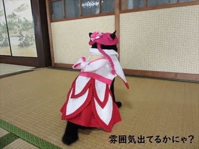 Au 三太郎 の親指姫に扮した猫ちゃんが出現 池田エライザさん本人も すごい と称賛 1 2 ページ ねとらぼ