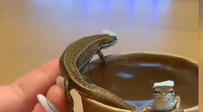 お風呂に入るカナヘビさん