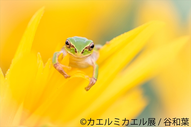 カエル好き集まれ 写真 物販の カエルミカエル展 東京 浅草橋と名古屋で開催 ねとらぼ