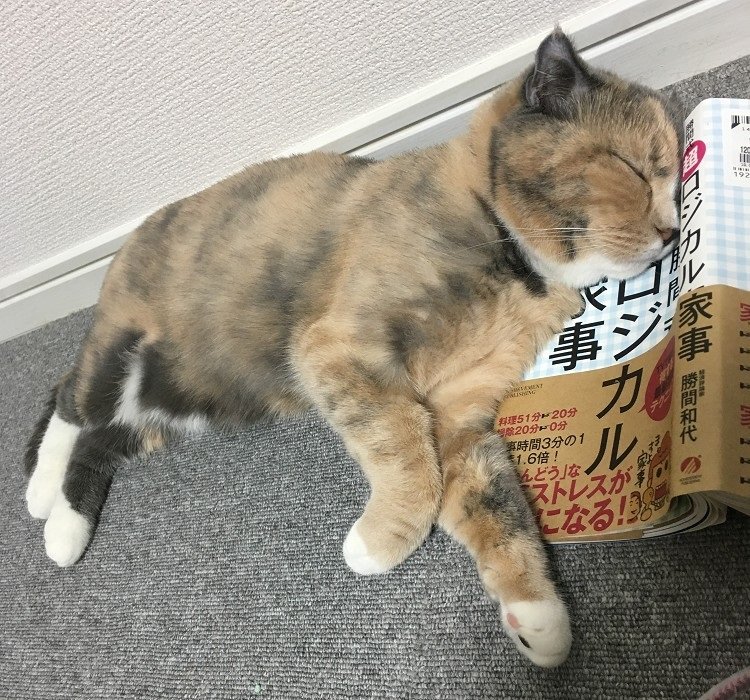 今日のわんこにゃんこ ベストショット第一弾大発表 猫 ねとらぼ