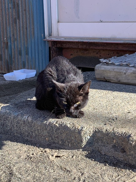 職場に現れた黒猫にご飯をあげてかわいがったらここまで変わった 威嚇 キラキラおめめになった元野良猫のビフォーアフター ねとらぼ