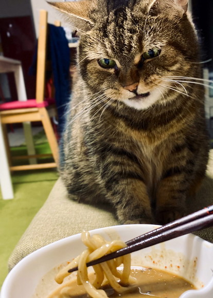 舌打ちが聞こえる 心が表情にあらわれ過ぎ ちゅ るだと思ってダッシュしたら魚介系つけ麺だったときのネコの顔がこちら ねとらぼ