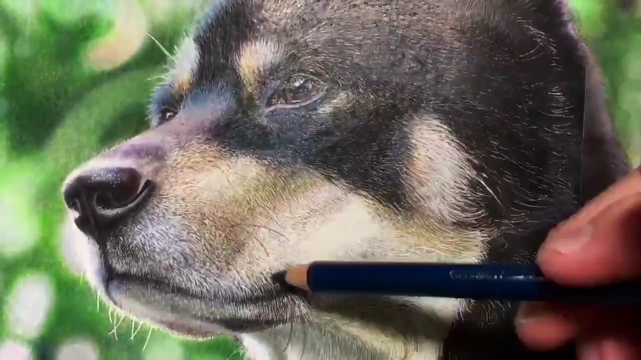 SALE 犬の絵 ボーダーコリー 色鉛筆画
