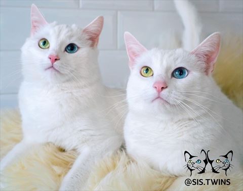 美しいオッドアイの双子猫 成長しても変わらぬ美しさにほれぼれする 1