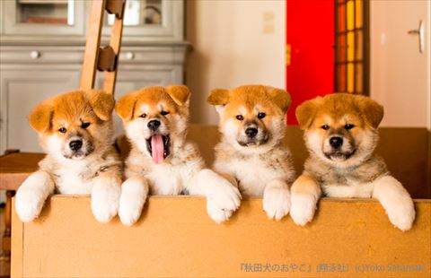 むくむくでもふもふな子犬たちに癒やされる 写真展 秋田犬のおやこ が秋田県で開催 ねとらぼ