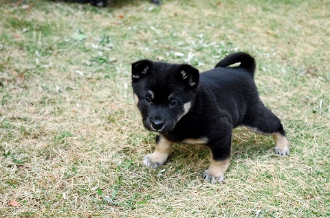 高校生画家の 色鉛筆で50時間かけて描いた犬 がため息が出るほどリアル 超絶技巧がつまった犬の絵に称賛集まる 1 2 ページ ねとらぼ