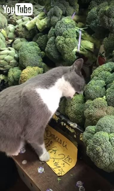 スーパーの野菜売り場にネコちゃん 堂々とブロッコリーをかじる猫ちゃん ねとらぼ