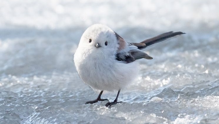 雪原のシマエナガはまるで雪ダルマ もふもふふわふわ シマエナガ カレンダー がかわいい ねとらぼ