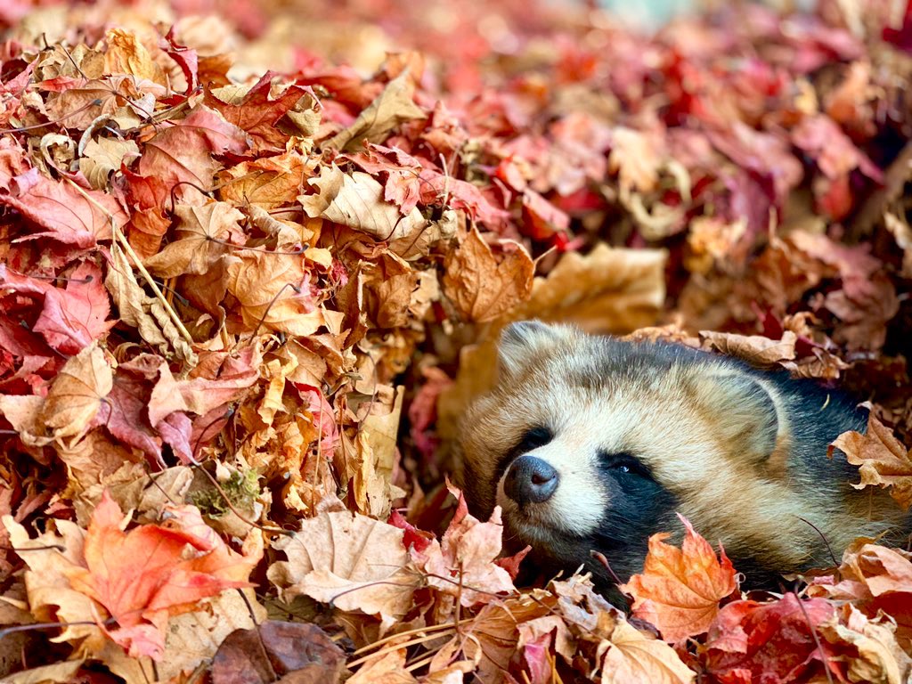 紅葉に埋もれるタヌキが心なごむかわいさ もふもふなタヌキたちの秋限定仕様をいつまでも眺めていたい ねとらぼ