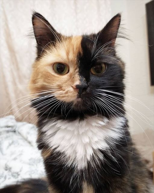 キレイに分かれたツーフェース 美しく成長したキメラ猫ちゃんが大人気 1 2 ページ ねとらぼ