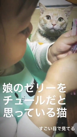 スティックゼリーをちゅ ると勘違いした猫ちゃん え ちょ おま それオレのちゅ るじゃね とガン見する表情がシュールでジワる ねとらぼ