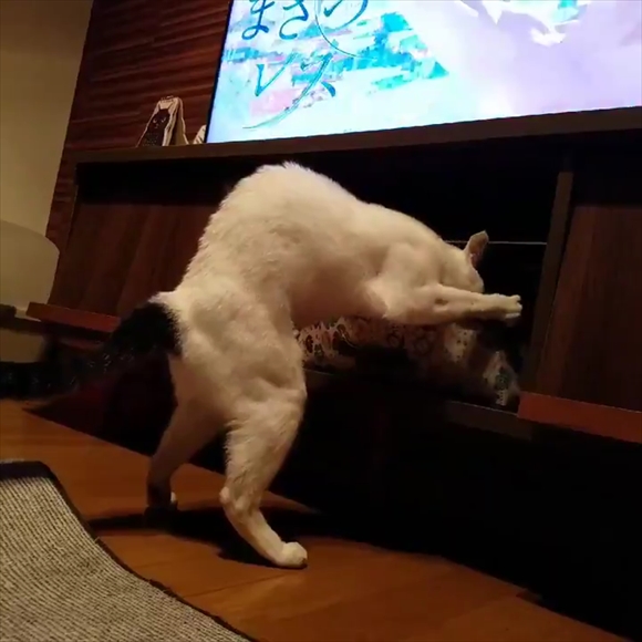 これが猫ちゃんの後ろ姿だと イタズラ中の猫ちゃん ムキムキの筋肉でワイルドさを見せつける ねとらぼ