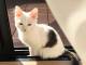 宮里藍、“新しい家族”を迎え入れる　小さな保護猫の癒やしショットに「幸せな時間を沢山共有しています」