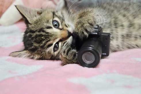 猫 カメラ
