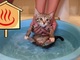 「保護した子猫をお風呂に入れてみた」　初お風呂にちょっと緊張　固まる子猫ちゃんが応援したくなるかわいさ