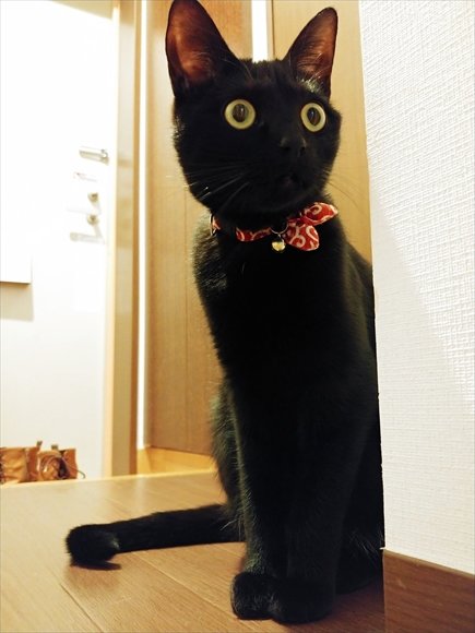 足を踏まれて激おこだった黒猫ちゃん ゆ ゆるすまじ でもなでて欲しいんだにゃ 甘えん坊モードに戻った姿がかわいい L Km1911 Kuronekochan01 H480 Jpg ねとらぼ