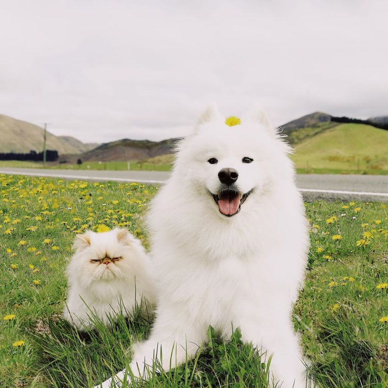 不機嫌な猫と幸せな犬 の愛称で大人気 とっても仲良しなフワフワ白犬と白猫 1 2 ページ ねとらぼ