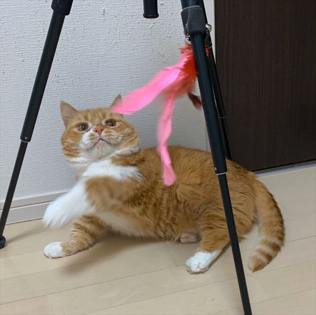 猫じゃらし キャッチできないニャ ちょっぴり鈍 い猫ちゃんがどんくさいけどいとおしい ねとらぼ