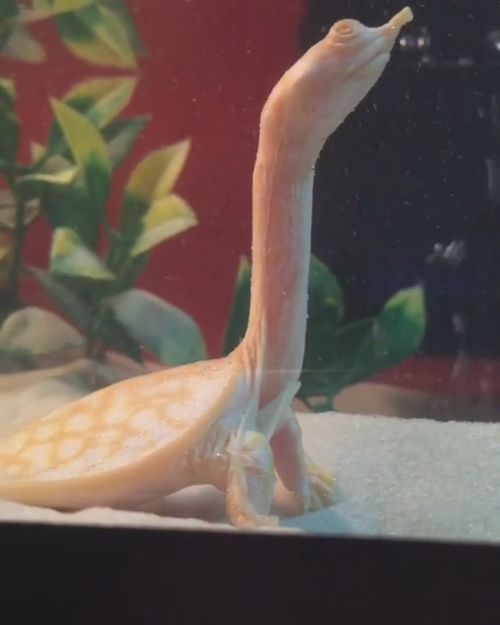 どこまで伸びるの ぐんぐん伸びるカメさんの首から目が離せない 1 2 ページ ねとらぼ