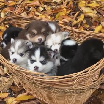 ポメラニアン ハスキー ポンスキー カゴに詰まったかわいい子犬たちの動画が癒やしの光景 1 2 ねとらぼ