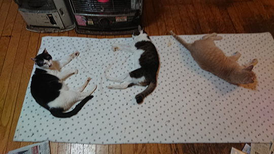 左から飼い猫 飼い猫 知らないノラ 飼い猫に交じってストーブで暖を取るノラ猫のくつろぎっぷりが良い ねとらぼ
