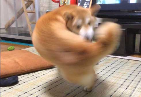 右フック犬 マッスルギツネ マッチョ猫 見間違いから生まれた