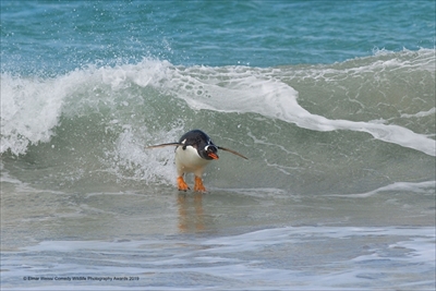 COMEDY WILDLIFE PHOTOGRAPHY AWARDS