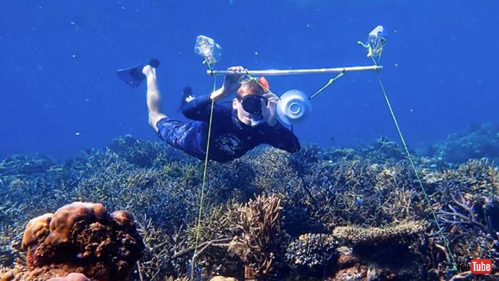 水中スピーカーで流す 生きたサンゴ礁の音 で死にかけたサンゴ礁が回復 生きたサンゴと錯覚した魚たちの回帰により ねとらぼ