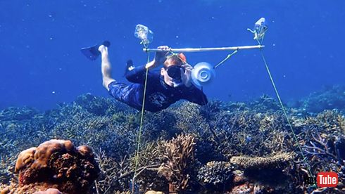 水中スピーカーから流れる生きたサンゴ礁の音で死にかけたサンゴ礁が回復　学術機関が発表