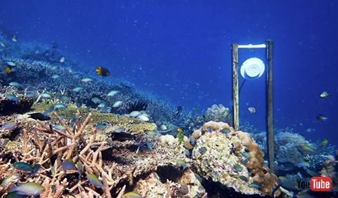 水中スピーカーから流れる生きたサンゴ礁の音で死にかけたサンゴ礁が回復　学術機関が発表
