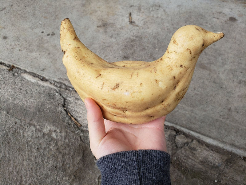 完璧なまでに鳥にしか見えないイモが発見される 前世が鳥のイモ 鳩サブレー と話題に ねとらぼ 完璧なまでに鳥にしか見えないイモが発見される 前世が鳥のイモ 鳩サブレー と話題に ねとらぼ