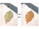 本物さながらに紅葉する“落ち葉型ディスプレー”が開発される　NIMS・早大・多摩美大の共同研究で