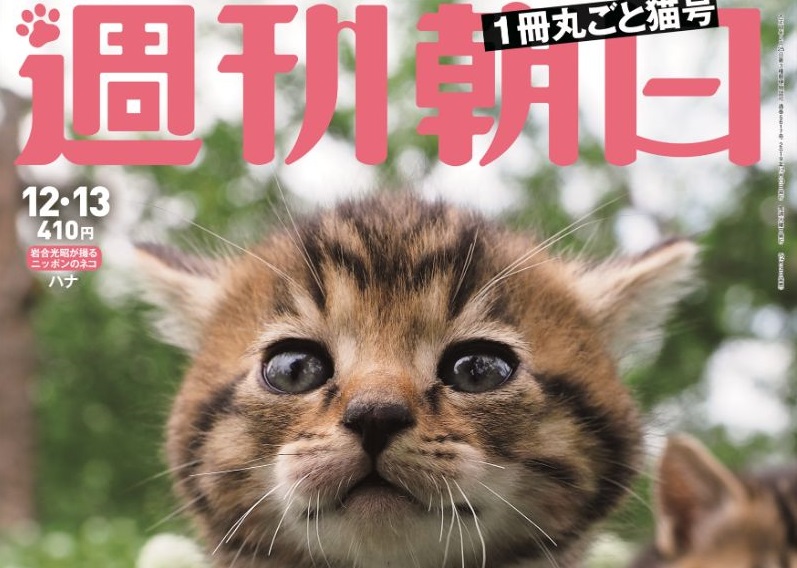 週刊朝日 で丸ごと1冊 猫 特集 人気の第3弾は2大特別付録 猫カレンダー 子猫ポストカード ねとらぼ