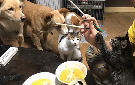 一口欲しいワン ニャ 犬猫たちにものすごいプレッシャーをかけられながらうどんを食べる光景が面白い ねとらぼ