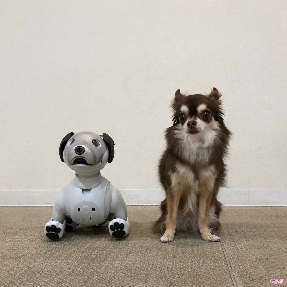 ロボット犬 Aibo と本物の犬が一緒に住んだらどうなる 1週間のリアルな記録 ねとらぼ