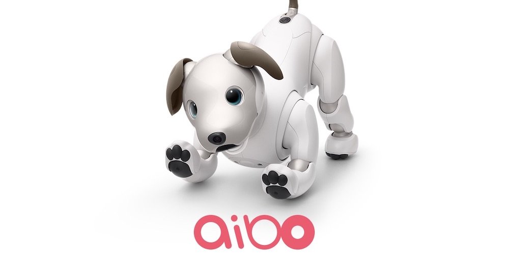 ロボット犬 Aibo と本物の犬が一緒に住んだらどうなる 1週間のリアルな記録 ねとらぼ