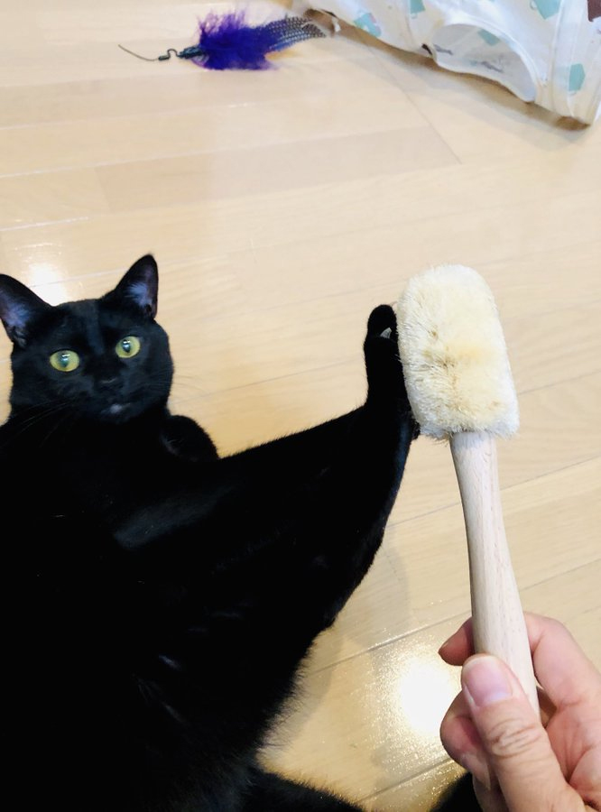 あっそういうの大丈夫です 真っすぐな瞳でブラッシングを拒否する猫ちゃんがかわいい ねとらぼ