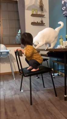 猫 子守 シッター プロ 椅子 テーブル 上がる 子ども 息子 ガード 賢い