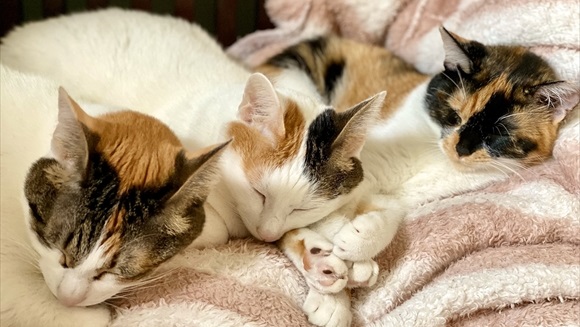 目覚めた瞬間 視界に飛び込んで来た絶景 3匹の猫ちゃんの後頭部が整列 かわいい絶景に心がとろけそう ねとらぼ