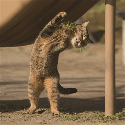 最も人気のある かわいい 猫 画像 笑える 素晴らしい漫画