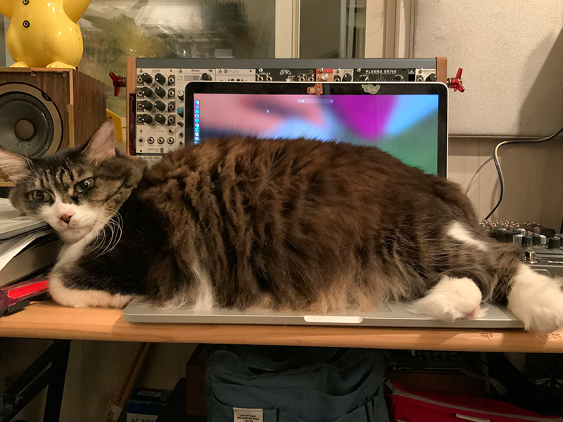 これが使用率100パーセントか 猫型のキーボードカバー わが物顔でpcの上に乗って動かない猫がかわいい ねとらぼ