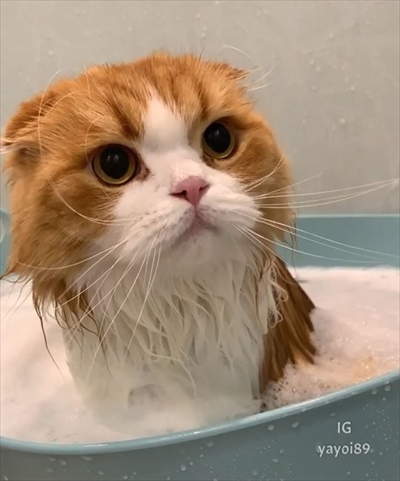 お風呂に入る猫ちゃん