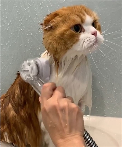 お風呂に入る猫ちゃん
